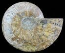 Cut Ammonite Fossil (Half) - Agate Preservation #51247-1